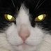 Swiftsure (@swiftsure666) Twitter profile photo Swiftsure (@swiftsure666) Twitter profile photo