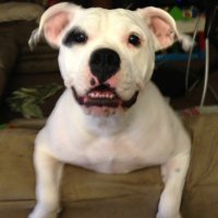 AZCardsChad (@azcardschad) 's Twitter Profile