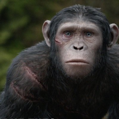 Son of the Ape leader Caesar, will fight for my kind and best friends with Maurice #DawnOfOurPlanet