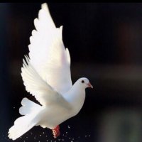 تهاني المقرن (@tahhhani) Twitter profile photo