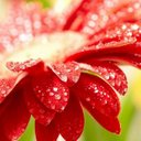 Isabella Mackey - @IsabelaLessing - Twitter