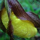 Susan Nygaard - @DrNygaard - Twitter