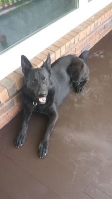 ForzaJoseph's profile picture. 