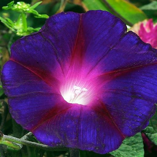 Violets are so pretty