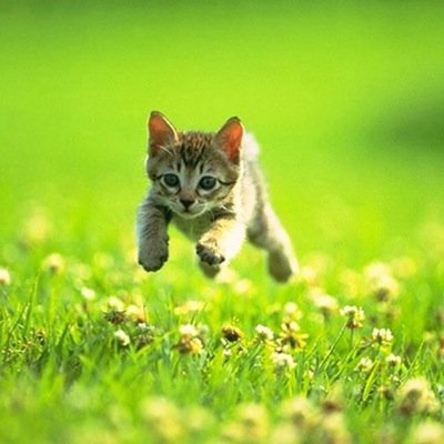 Meow..  #TMIRP