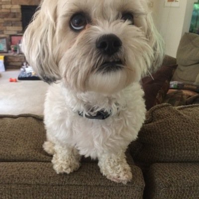 HanzGirl3's profile picture. 