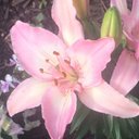 Lynn Balk - @iowagurl16 - Twitter