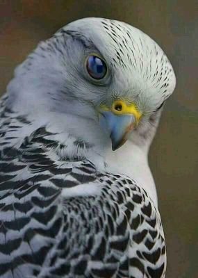 ❍ُهيَ صّحُيَفَتْكِ فَامٌلُأُها بّمٌا شِئتْ❍