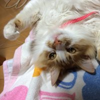 もにお (@satolm7) 's Twitter Profile