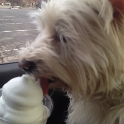 sarahgoodman777's profile picture. I love animals and have two westies and a kitty! My old twitter is @sarahgoodman7 but I can't login on my new phone. I love Seinfeld.
