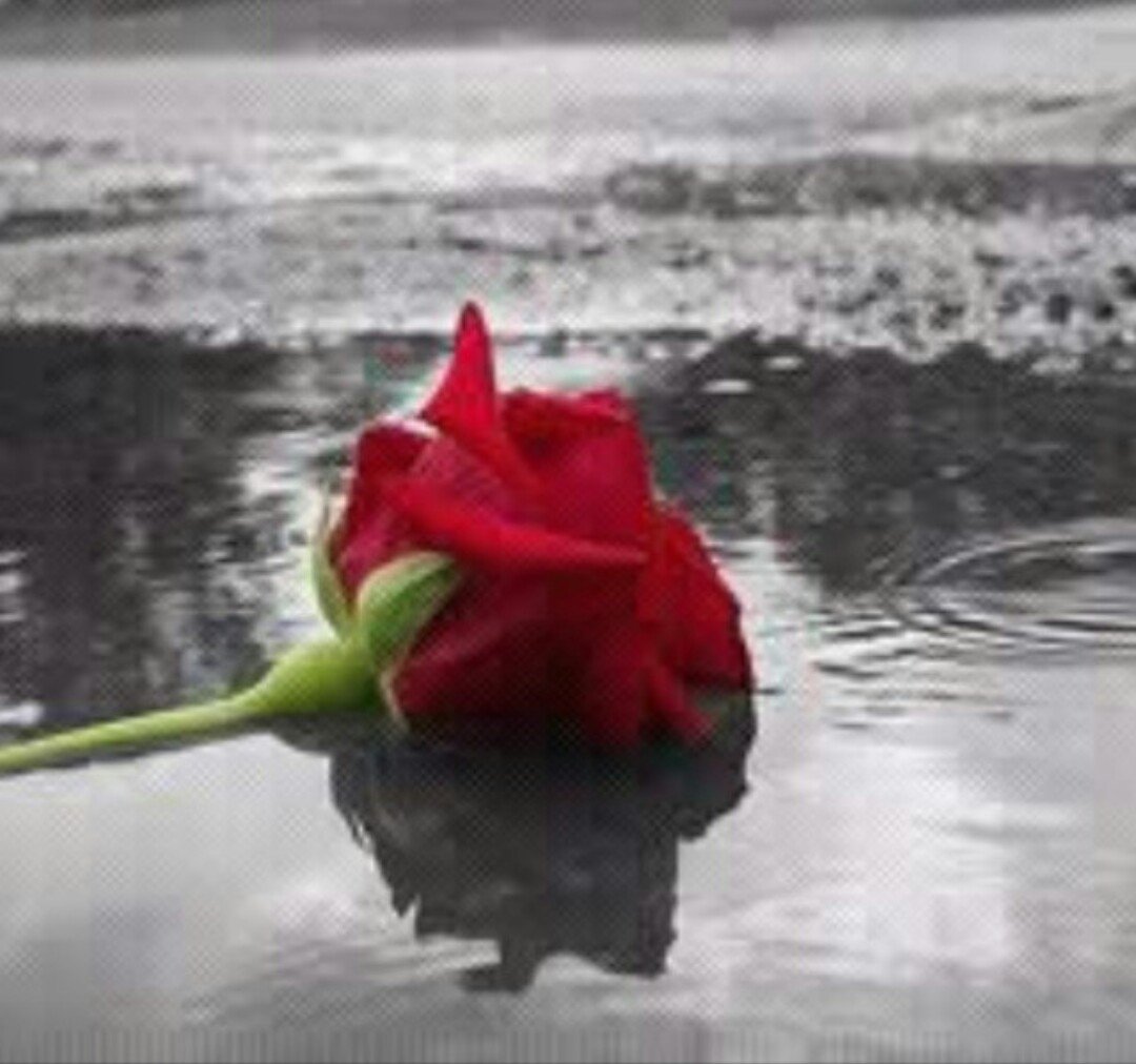 ‏هنيئاً لمن وَجد قَلباً يُخلص لهُ فـ السَر والعَلن ..! ‏‏الفتاة المحتشمه : مفخره لوالديها ، كرامه لزوجها ، مثال لبناتها ، قدوه للمجتمع♥