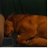 UnknownHazzard's profile image