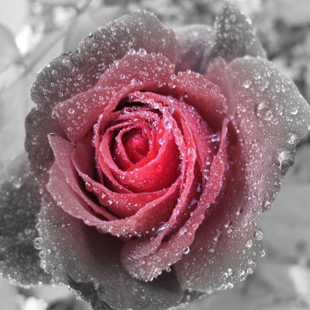 StaKasimir's profile picture. 