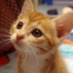 네이버,다음, 좌파언론및 기자, 좌파정치인, 좌파페널, 파워블러거,트위터리안등 상습적으로 거짓말 하는 인간들 싸그리 고발합시다..