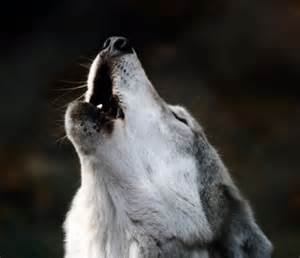 joakimmtzvega's profile picture. 