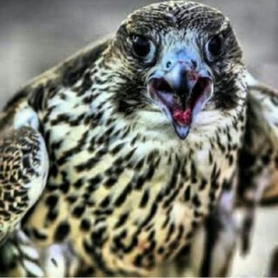 شاعر محاورة (( مجهوول ))