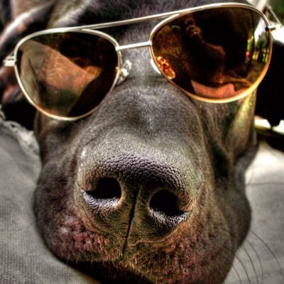 Please follow my other account : K9 ImpactZ
