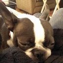 Tim Dilley - @GetMoreDogs - Twitter