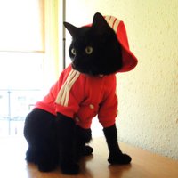 Peanut 🥜 (@oblair) 's Twitter Profile