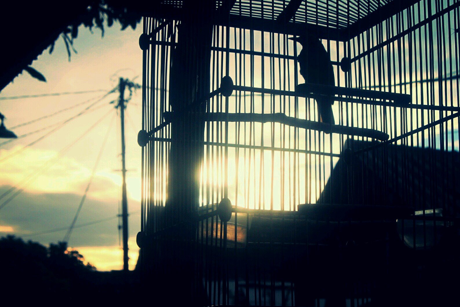 Rendy Priambodo