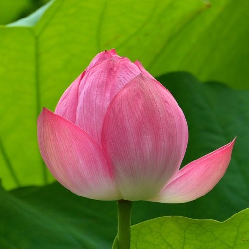 𝑻𝒐𝒔𝒉𝒊 🪷《とし》さんのプロフィール画像