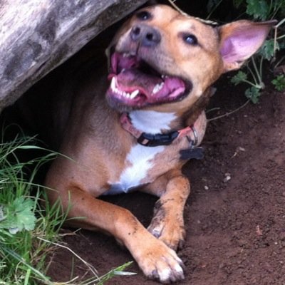 BARK BARK! I'm a therapy dog! I also love going on adventures, making new friends, and most of all... EATIN' CHEESE!!!