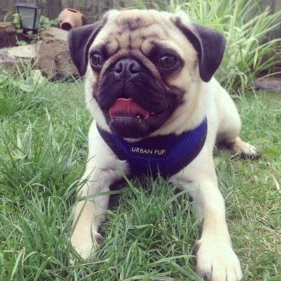 My name is Pugsley the Pug! I live in the UK with my hooman mummy @hellahelly & my hooman daddy @bumblebee197
I like to play outside, have lots of fuss & sleep!