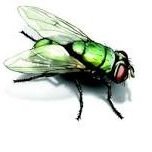 And all the girls say i'm pretty fly, for a house fly.