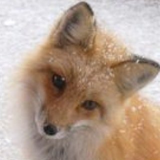 稲荷九号さんのプロフィール画像