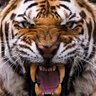Njlm78's profile picture. Wests Tigers Member. Stoke City Fan.