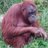 GostlingGoz's profile image
