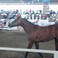 Damian Cepeda (@daminatorr) 's Twitter Profile