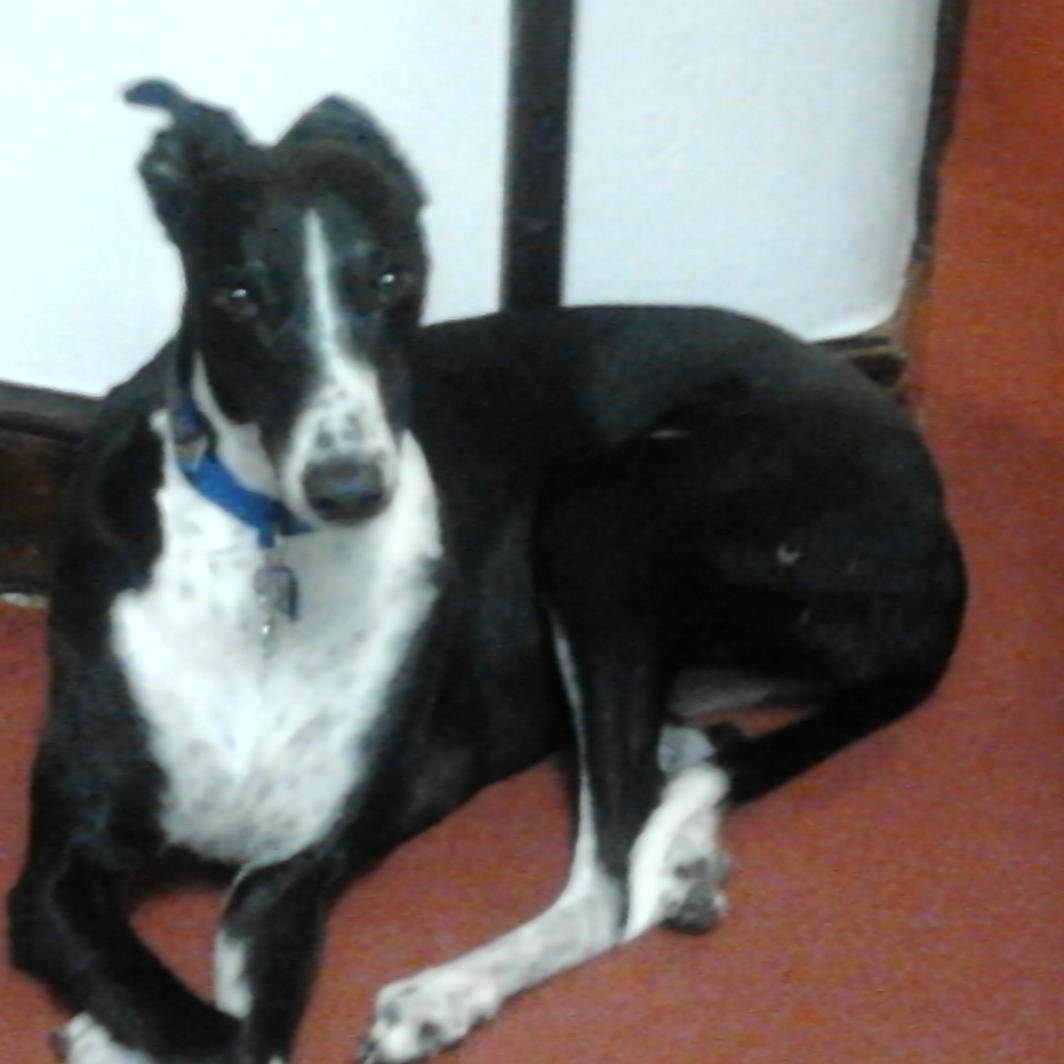 totally lazy dudess working as a slave to my hound , loves veggie burgers