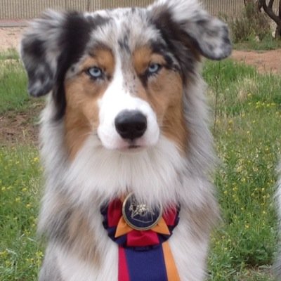 cdxaussie's profile picture. 