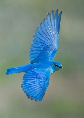 For nonviolence, for human rights observed everywhere.
I love scenic landscapes, wild animals, being alone in the wilderness,painting,writing.Had a rel. Vision