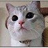 Twitter登録しなおしました。