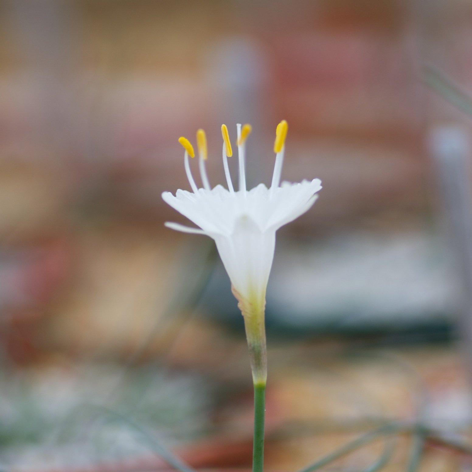Botany ergo sum. Horticultural taxonomist in Wisley.