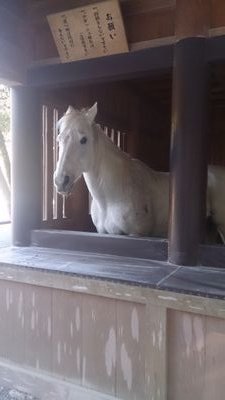 ワンダーアキューコ🐎健康第一🐎