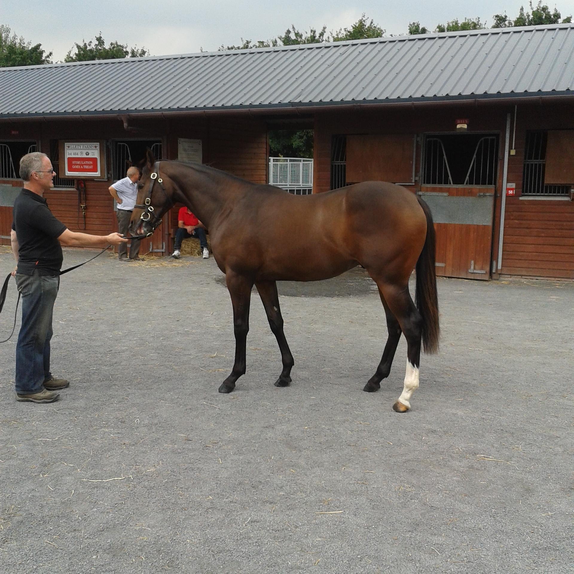 Vet, from Weylands Stud, Straffan, Ireland