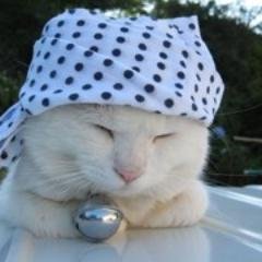 投資ねこのもんじろうだにゃ 投資信託、個別株、fxなんでもやるにゃ 専業 現在 金融資産３９００万 不動産 家屋５４０万 土地７７０万 借金 ６６０万 趣味は全国ライブハウス巡り 年間30回以上ライブ参加