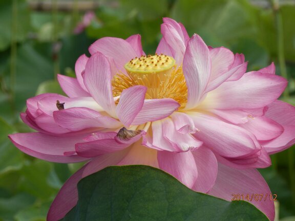 １日　３００キロメートルの走行！目指して　週末四季折々の花を楽しみながら走行中　今年の目標　大月経由で河口湖まで往復、小田原　経由で芦ノ湖まで往復　５／３０　河口湖達成(*^_^*)　６／１３　３００km達成(*⌒▽⌒*)　つぎは、４００kmを目指す　　営業目的のフォローご遠慮願います。