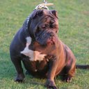 john giannone - @bluepitexotics - Twitter