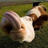 pr_sutton's profile picture. To cool 4 school