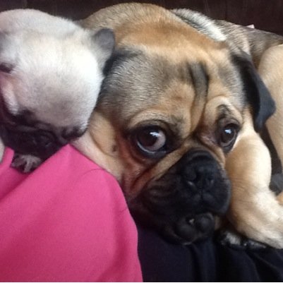 can't beat a puppy cuddle . Awww