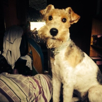 malufox2013's profile picture. 