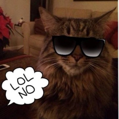 Hi! I'm Addy, Megan & Liz's cat. I am very, very good at being a cat. My favorite time of day is dinnertime followed very closely by nap time.