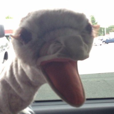 DavidOstrich's profile picture. Meeeh