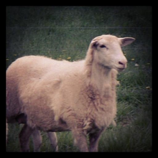 TangleWoodCSA's profile picture. Beyond Organic CSA farm near Portland, Oregon. Passionately teaching (and always learning) about organic and sustainable agriculture and livestock husbandry.