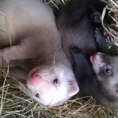 shauntheferretl's profile picture. Please check out my YouTube channel hit that subscribe button.