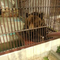zoo inspector (@zooinspectors) 's Twitter Profile